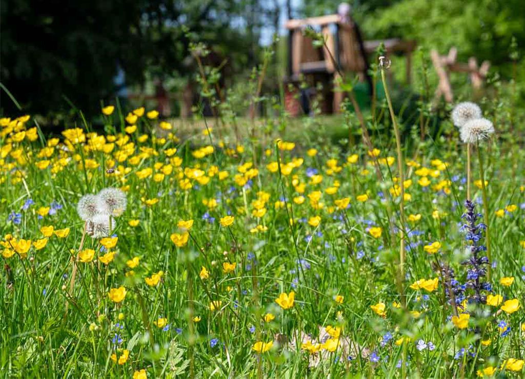 European Day of Parks – Europäischer Tag der Parke. Kuriose Feiertage – 24. Mai © 2026 Sven Giese Blühende Wiese mit gelben Hahnenfußblüten, Pusteblumen und unscharfer Holzkonstruktion im Hintergrund
