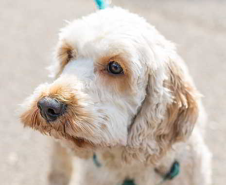 Tag des Hundes in Deutschland. Kuriose Feiertage © 2019 Sven Giese