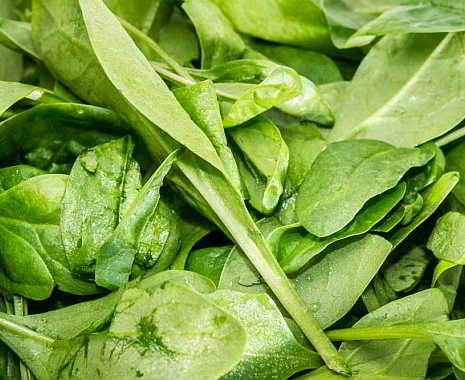 Fresh Spinach Day - Tag des frischen Spinats in den USA. Kuriose Feiertage - 16. Juli © 2019 Sven Giese