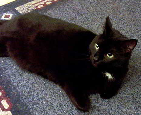 Black Cat Appreciation Day - Ehrentag der schwarzen Katze in den USA. Kuriose Feiertage - 17. August © 2019 Ronny Jay für www.kuriose-feiertage.de