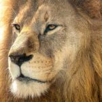 world lion day kuriose feiertage 2025 sven giese featured