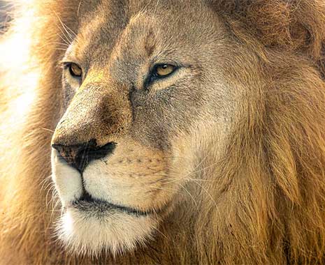 world lion day kuriose feiertage 2025 sven giese featured