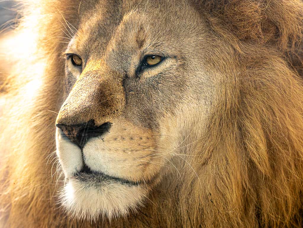 World Lion Day – Welt-Löwen-Tag. Kuriose Feiertage – 10. August © 2025 Sven Giese – Bild 3 Porträtaufnahme eines männlichen Löwen im morgendlichen Sonnenlicht.