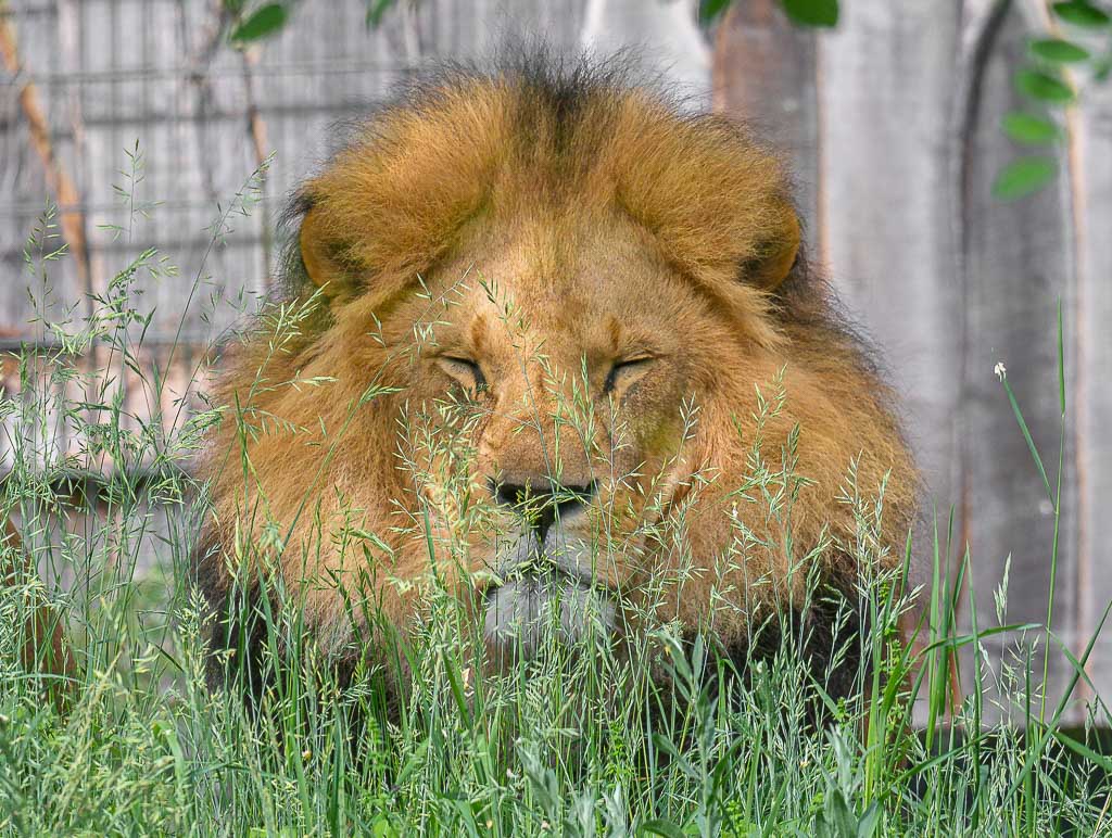 Männlicher Löwe ruht mit geschlossenen Augen zwischen hohem Gras vor einem Gehegezaun.