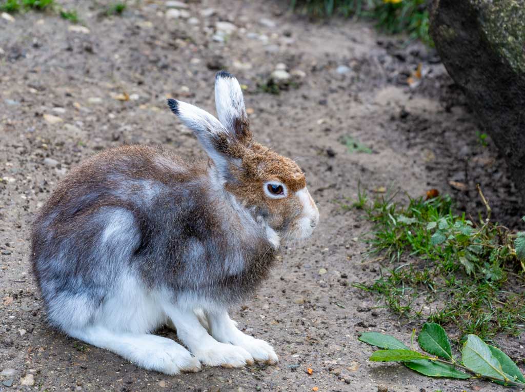 International Rabbit Day – Internationaler Tag des Hasen. Kuriose Feiertage – vierter Samstag im September © 2024 Sven Giese – Bild 2 Ein braun-weißer Hase sitzt aufrecht auf dem Boden und schaut aufmerksam in die Ferne.