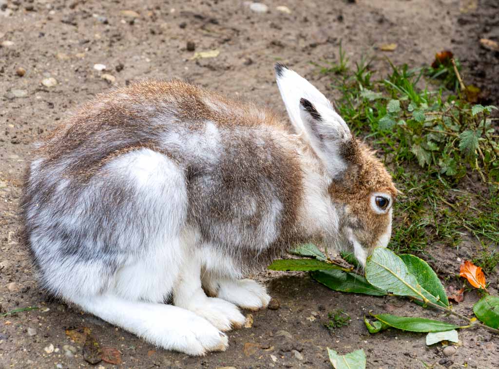 International Rabbit Day – Internationaler Tag des Hasen. Kuriose Feiertage – vierter Samstag im September © 2024 Sven Giese – Bild 3 Ein braun-weißer Hase knabbert an grünen Blättern auf dem Boden.