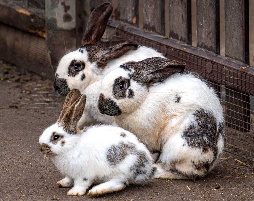 Drei weiße Hasen mit schwarzen Flecken, die nebeneinander am Boden sitzen.