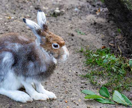 tag des hasen kuriose feiertage 2024 sven giese featured
