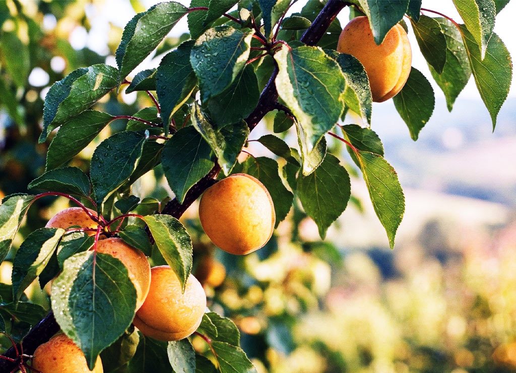 Reife Aprikosen hängen an einem Zweig mit grünen Blättern, im warmen Sonnenlicht eines Obstgartens.