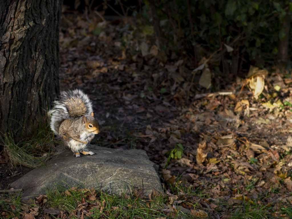 Graues Eichhörnchen sitzt auf einem Stein in einer herbstlichen Waldlandschaft.