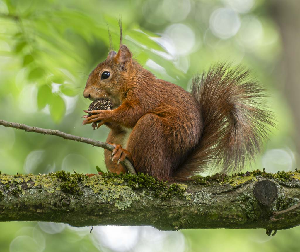 Rotes Eichhörnchen sitzt auf einem Ast und hält eine Nuss in den Vorderpfoten.
