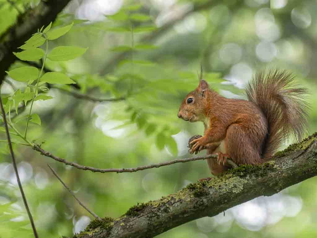 Rotes Eichhörnchen auf einem Baumzweig, umgeben von grünem Laub, mit einer Nuss in den Pfoten.