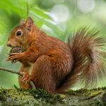 squirrel appreciation day usa kuriose feiertage 2025 sven giese featured