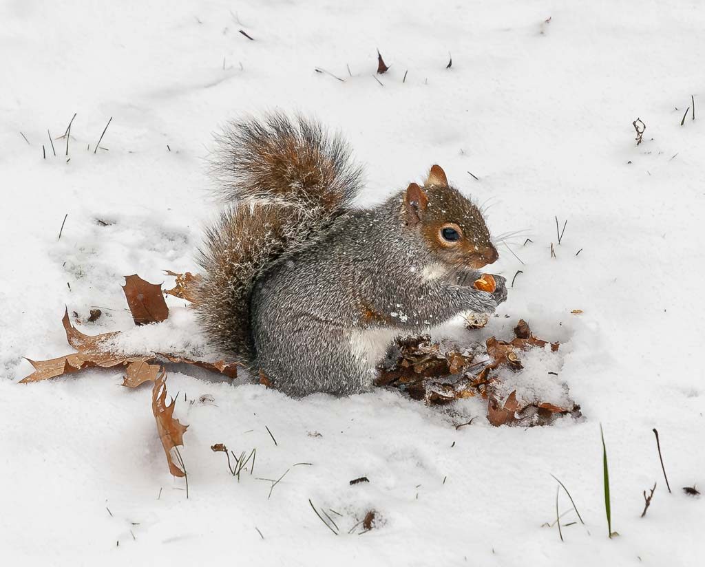 Graues Eichhörnchen sucht nach Futter im Schnee, umgeben von Laub und Gras.