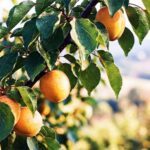 Reife Aprikosen hängen an einem Zweig mit grünen Blättern, im warmen Sonnenlicht eines Obstgartens.