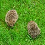 Hedgehog Day - Tag des Igels in den USA. Kuriose Feiertage - 2. Februar © 2021 Sven Giese