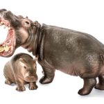 National Hippo Day in Second Life - Tag des Nilpferds. Kuriose Feiertage - 15. Februar © 2020 Sven Giese