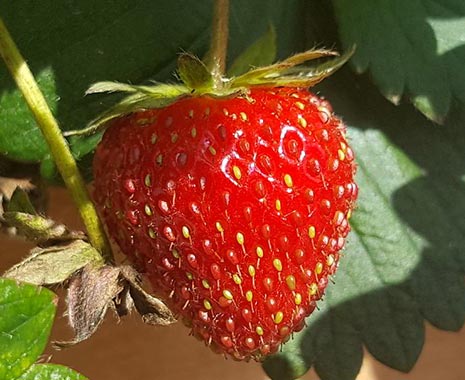 National Strawberry Day - Tag der Erdbeere in den USA. Kuriose Feiertage - 27. Februar © 2020 Sven Giese