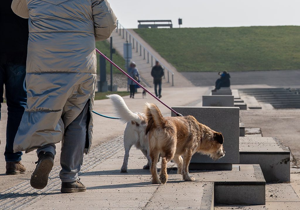 Walking the Dog Day - Gassi-Gehen-Tag in den USA. Kuriose Feiertage – 22. Februar © 2026 Sven Giese - Bild 2 Person im Wintermantel führt zwei kleine Hunde an Leine über Uferpromenade, Stufen im Hintergrund.
