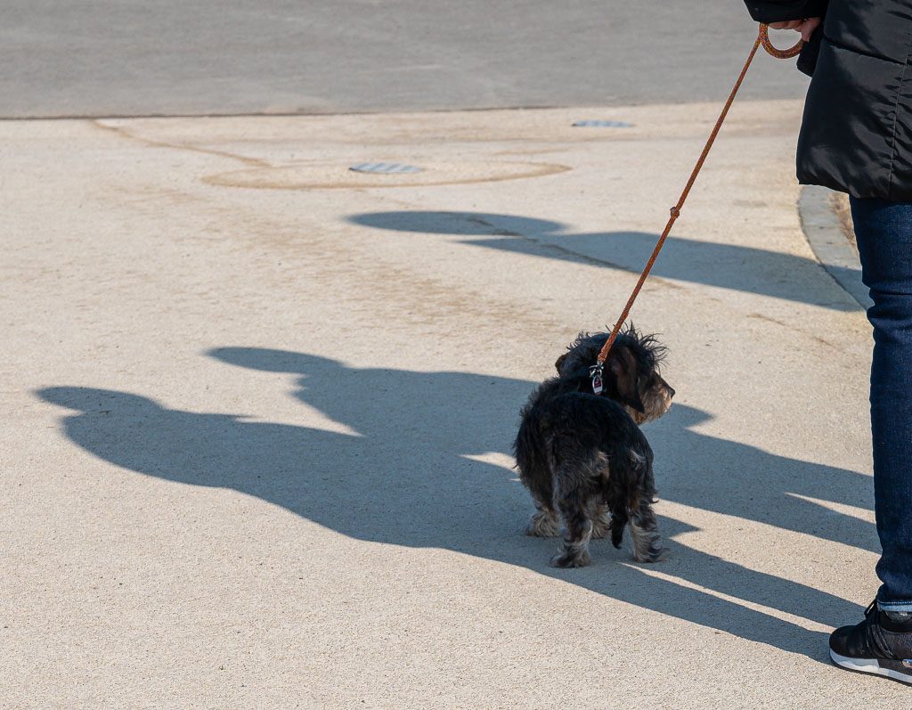 Walking the Dog Day - Gassi-Gehen-Tag in den USA. Kuriose Feiertage – 22. Februar © 2026 Sven Giese - Bild 3 Person führt kleinen schwarzen Rauhaardackel an Leine; lange Schatten fallen über hellen Betonplatz.