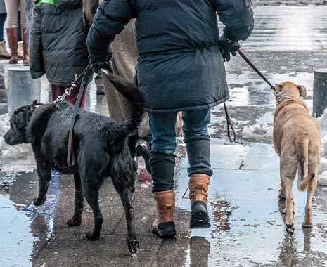 Walking the Dog Day - Gassi-Gehen-Tag in den USA. Kuriose Feiertage - 22. Februar © 2020 Sven Giese
