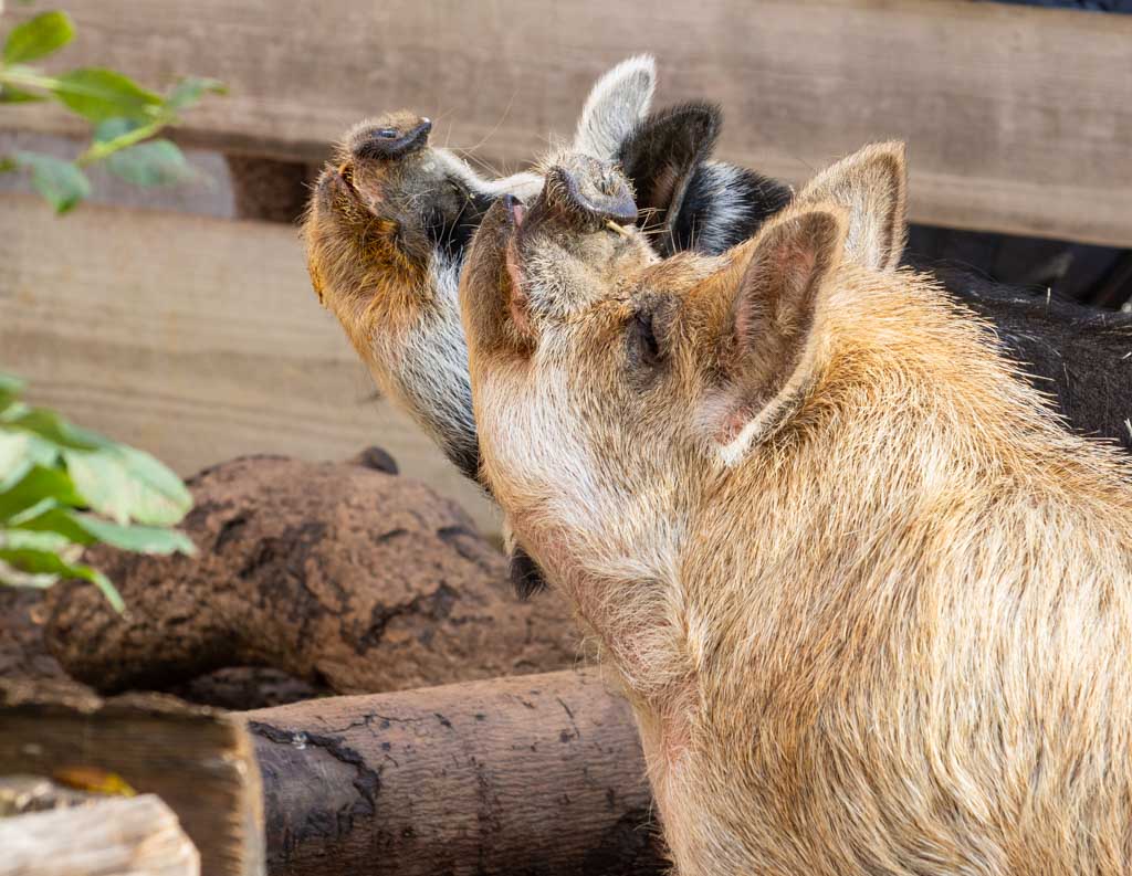 National Pig Day – Tag des Schweins in den USA. Kuriose Feiertage - 1. März © 2024 Sven Giese – Bild 2 Zwei Schweine mit aufgerichteten Schnauzen, eines schwarz-weiß gefleckt, eines hellbraun, im Gehege.
