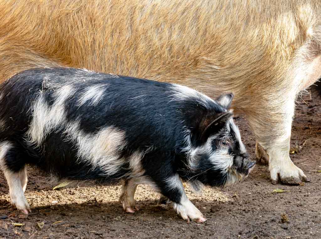National Pig Day – Tag des Schweins in den USA. Kuriose Feiertage - 1. März © 2024 Sven Giese – Bild 3 Schwarz-weiß geflecktes Hausschwein läuft neben einem größeren, hellbraunen Schwein im Freien.