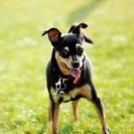 National Pet Day - Nationaler Tag der Haustiere in den USA. Kuriose Feiertage - 11. April © 2019 Sven Giese