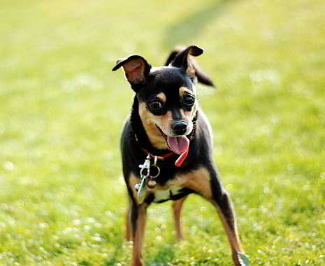 National Pet Day - Nationaler Tag der Haustiere in den USA. Kuriose Feiertage - 11. April © 2019 Sven Giese