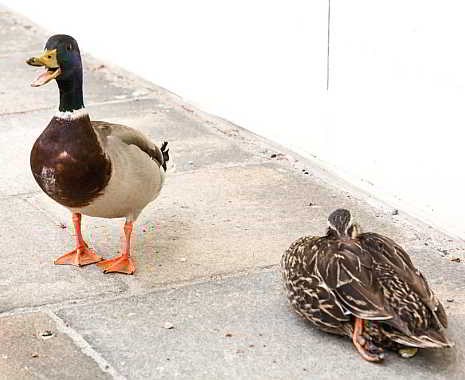 National Chicken Dance Day - Tag des Ententanzes in den USA. Kuriose Feiertage - 14. Mai © 2019 Sven Giese
