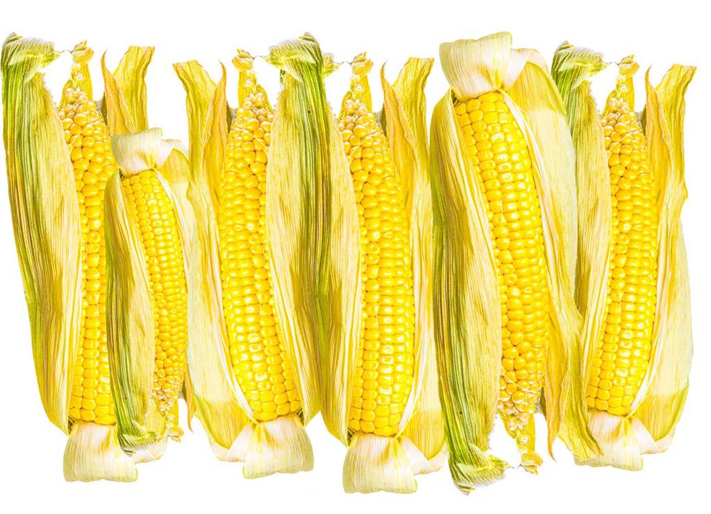 National Corn on the Cob Day - Tag des Maiskolbens in den USA. Kuriose Feiertage - 11. Juni © 2021 Sven Giese Mehrere frische Maiskolben mit teils geöffneten grünen Blättern nebeneinander.