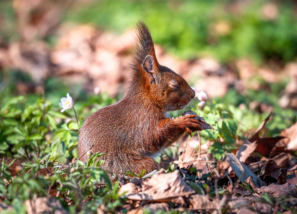 Eichhörnchen sitzt zwischen mit geschlossenen Augen zwischen Buschwindröschen und Laub, eine Nuss in den Pfoten.