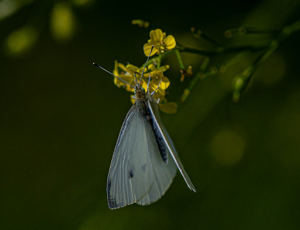 Weißer Schmetterling saugt Nektar an gelben Blüten vor dunklem Grün.