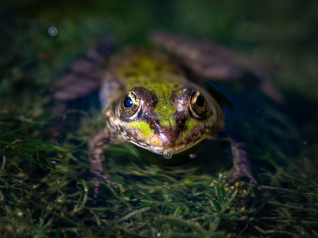 Frosch blickt frontal aus grünem Wasser, große Augen spiegeln das Licht.
