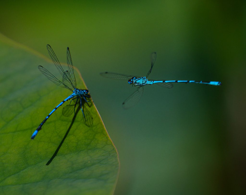 Zwei blaue Libellen sitzen und fliegen über grünem Blatt am ruhigen Wasser.