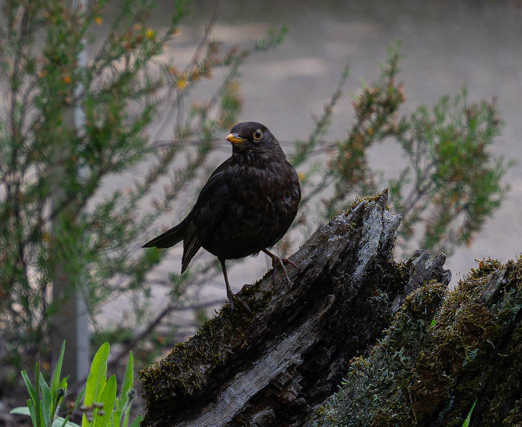 Amsel steht auf moosigem Baumstumpf, umgeben von Zweigen und feinem Grün.