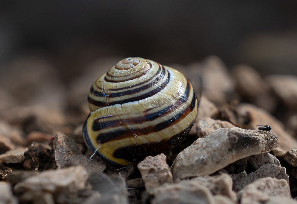 Gestreiftes Schneckenhaus liegt auf kleinen Steinen, daneben krabbelt eine Fliege.