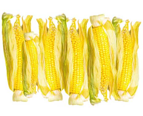 National Corn on the Cob Day - Tag des Maiskolbens in den USA. Kuriose Feiertage - 11. Juni © 2021 Sven Giese