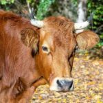 cow appreciation day usa 2024 sven giese featured