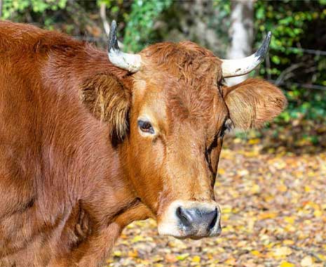 cow appreciation day usa 2024 sven giese featured