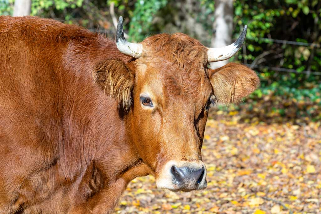Nahaufnahme einer braunen Kuh mit Hörnern auf herbstlichem Waldboden.