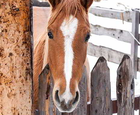 National I Love Horses Day - Ich-mag-Pferde-Tag in den USA. Kuriose Feiertage - 15. Juli © 2020 Sven Giese