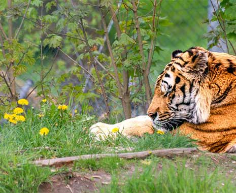 international tiger day 2023 sven giese featured