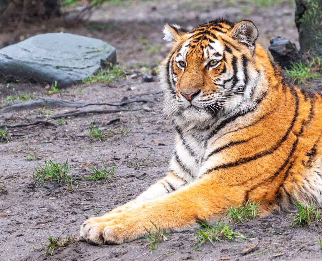 International Tiger Day – Internationaler Tag des Tigers. Kuriose Feiertage - 29. Juli © 2024 Sven Giese – Bild 3 Tiger sitzt aufmerksam im Gehege und schaut leicht nach rechts ins Bild.