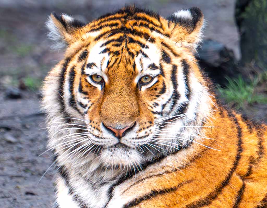 International Tiger Day – Internationaler Tag des Tigers. Kuriose Feiertage - 29. Juli © 2024 Sven Giese – Bild 4 Nahaufnahme eines sitzenden Tigers mit intensiver Blickrichtung zur Kamera.