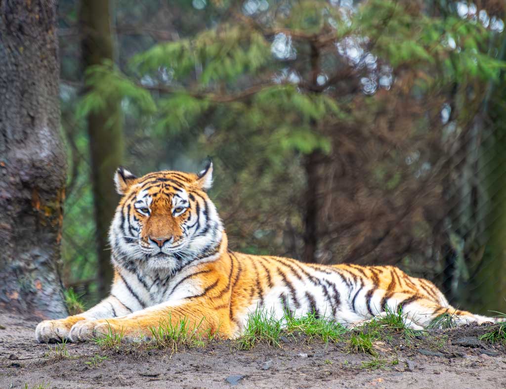International Tiger Day – Internationaler Tag des Tigers. Kuriose Feiertage - 29. Juli © 2024 Sven Giese – Bild 2 Tiger liegt ausgestreckt im Gehege auf sandigem Boden und blickt nach vorn.