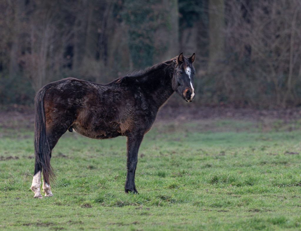 National I Love Horses Day – Ich-mag-Pferde-Tag in den USA. Kuriose Feiertage – 15. Juli © 2026 Sven Giese – Bild 2 Dunkles Pferd steht allein auf grüner Weide und blickt vor dem Waldrand zur Kamera.