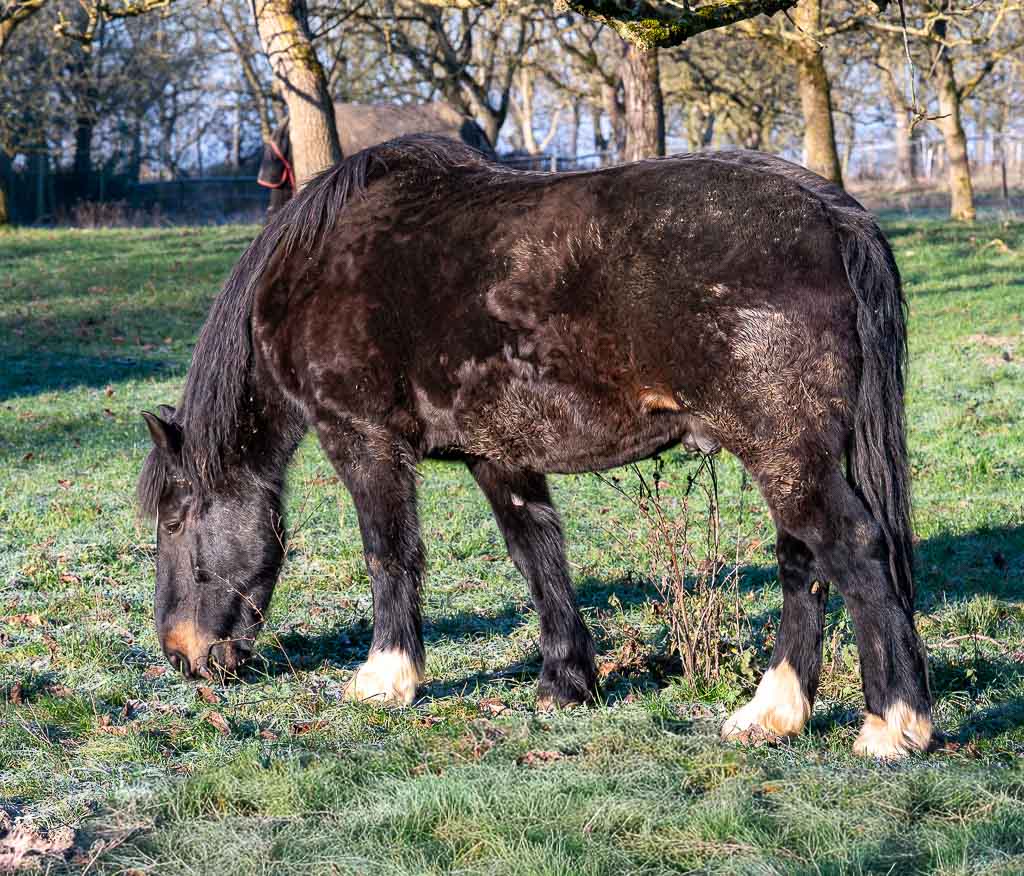 National I Love Horses Day – Ich-mag-Pferde-Tag in den USA. Kuriose Feiertage – 15. Juli © 2026 Sven Giese – Bild 3 Dunkles Pferd grast auf einer frostigen Wiese zwischen kahlen Bäumen im Morgenlicht.