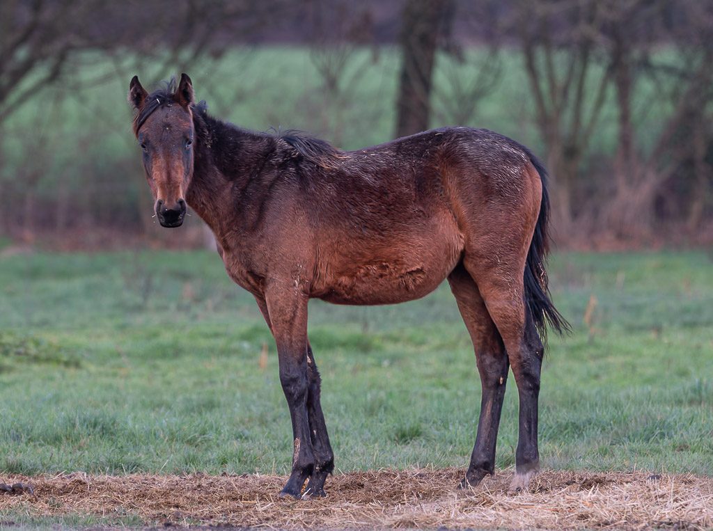 National I Love Horses Day – Ich-mag-Pferde-Tag in den USA. Kuriose Feiertage – 15. Juli © 2026 Sven Giese – Bild 4 Braunes Pferd mit feuchtem Fell steht aufmerksam auf einer Wiese vor kahlen Bäumen.