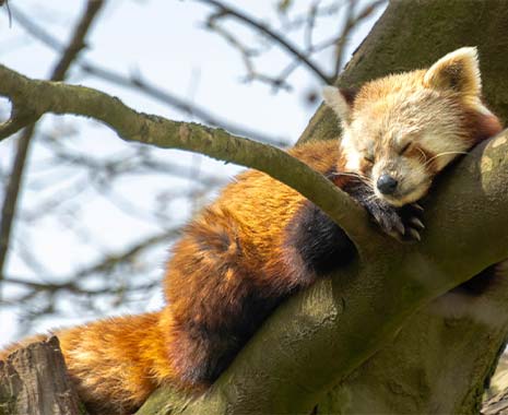 faulpelztag usa 2023 sven giese featured